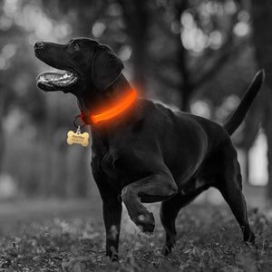 Nylon LED Pet Collar (Night Safety) - PetBrand 