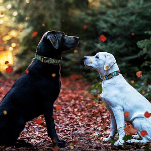 Personalized Nylon Dog Collar - PetBrand 